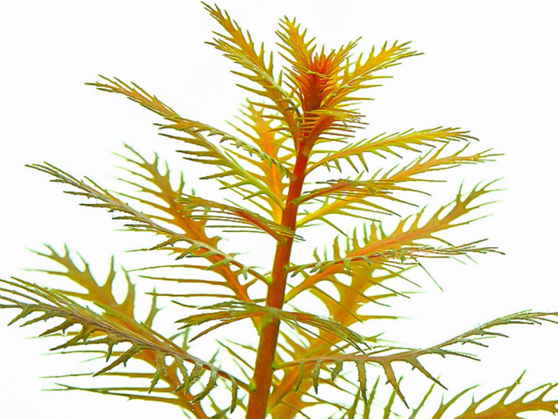 Sumpf-Kammblatt - Proserpinaca palustris in vitro